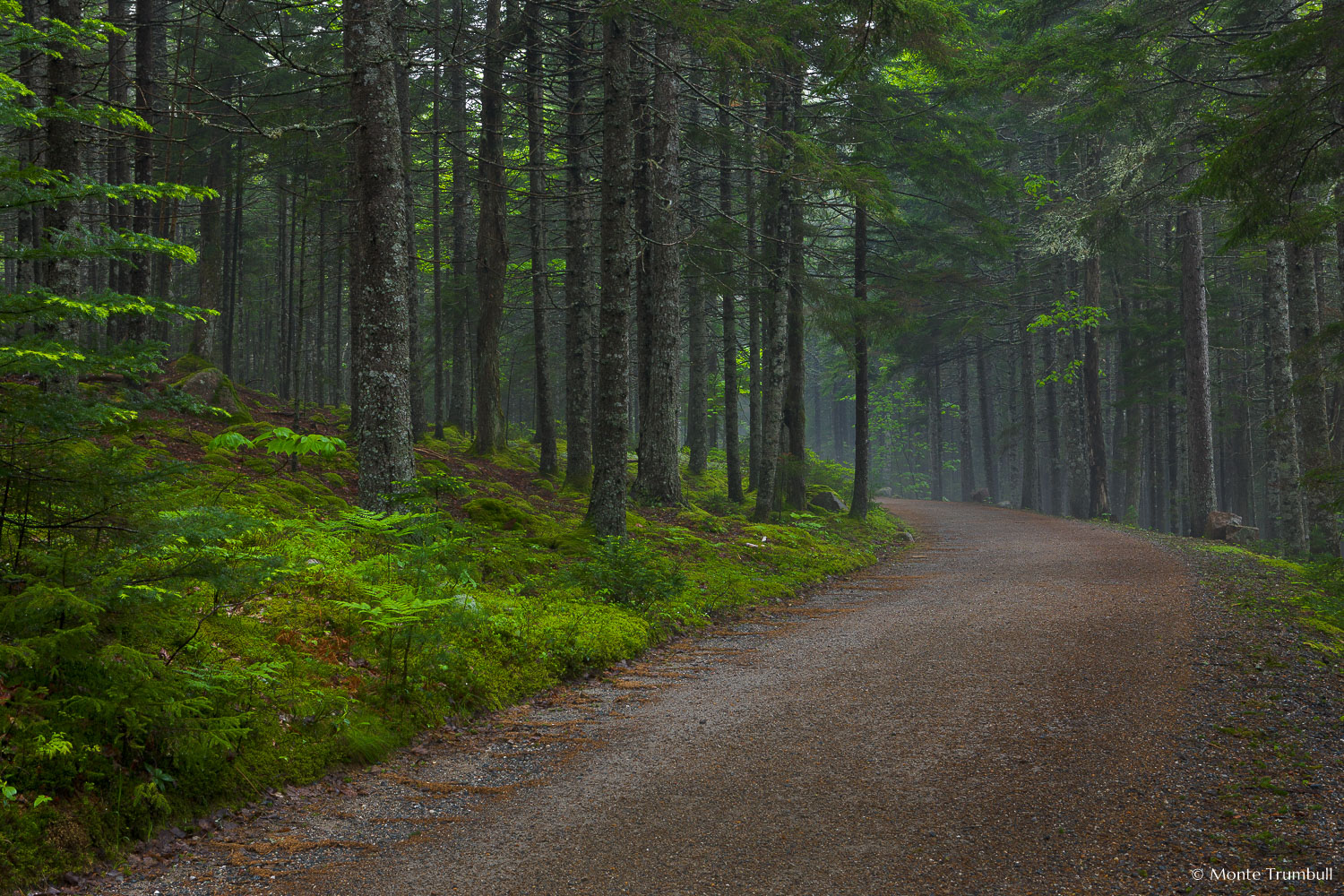 MT-20110609-074259-0004-Maine-Acadia-National-Park-carriage-road-mist.jpg