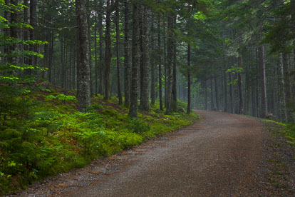 MT-20110609-074259-0004-Maine-Acadia-National-Park-carriage-road-mist.jpg