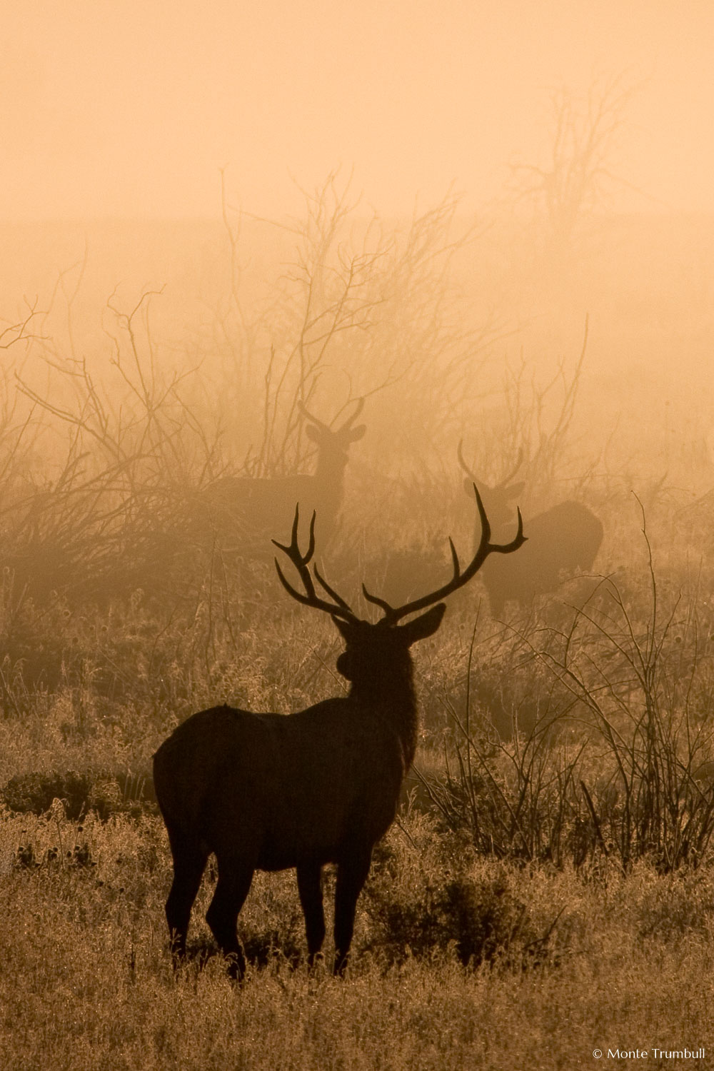 MT-20050914-071026-0018-Edit-Colorado-Rocky-Mountain-National-Park-elk-fog-sunrise.jpg