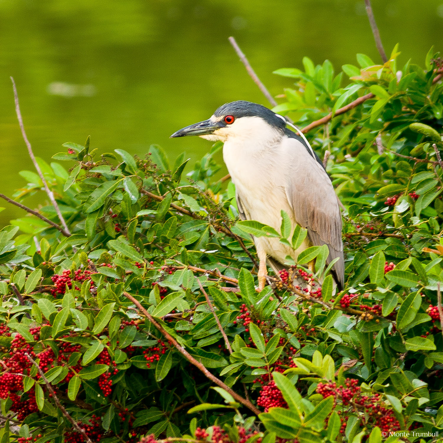 MT-20060303-063914-0026-Florida-Venice-Rookery-black-crowned-night-heron.jpg