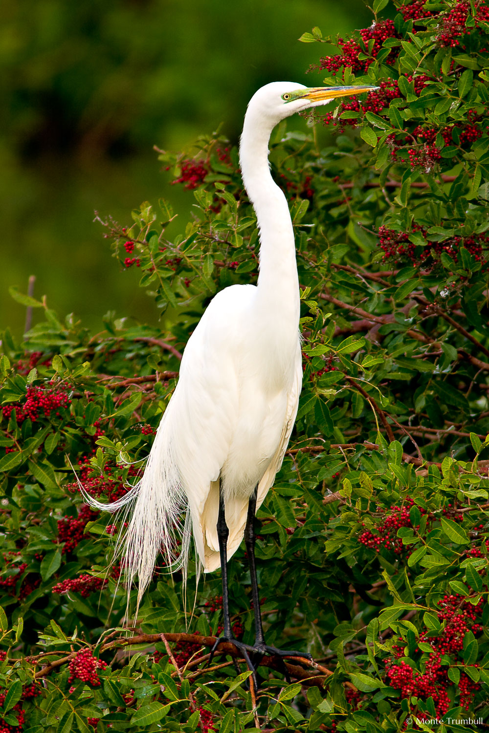 MT-20060303-064514-0033-Edit-Florida-Venice-Rookery-great-egret.jpg