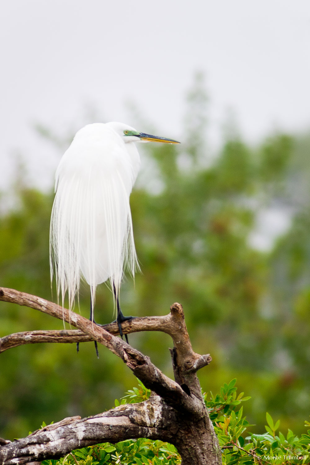 MT-20060303-070358-0042-Florida-Venice-Rookery-great-egret.jpg