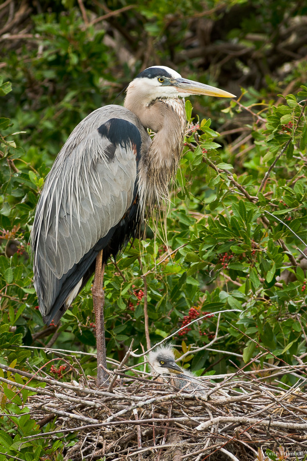 MT-20060303-075038-0090-Florida-Venice-Rookery-great-blue-heron-on-nest.jpg