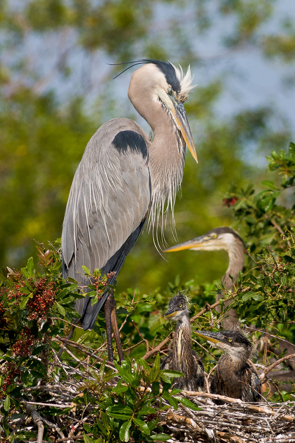 MT-20060303-092740-0169-Florida-Venice-Rookery-great-blue-heron-and-young.jpg