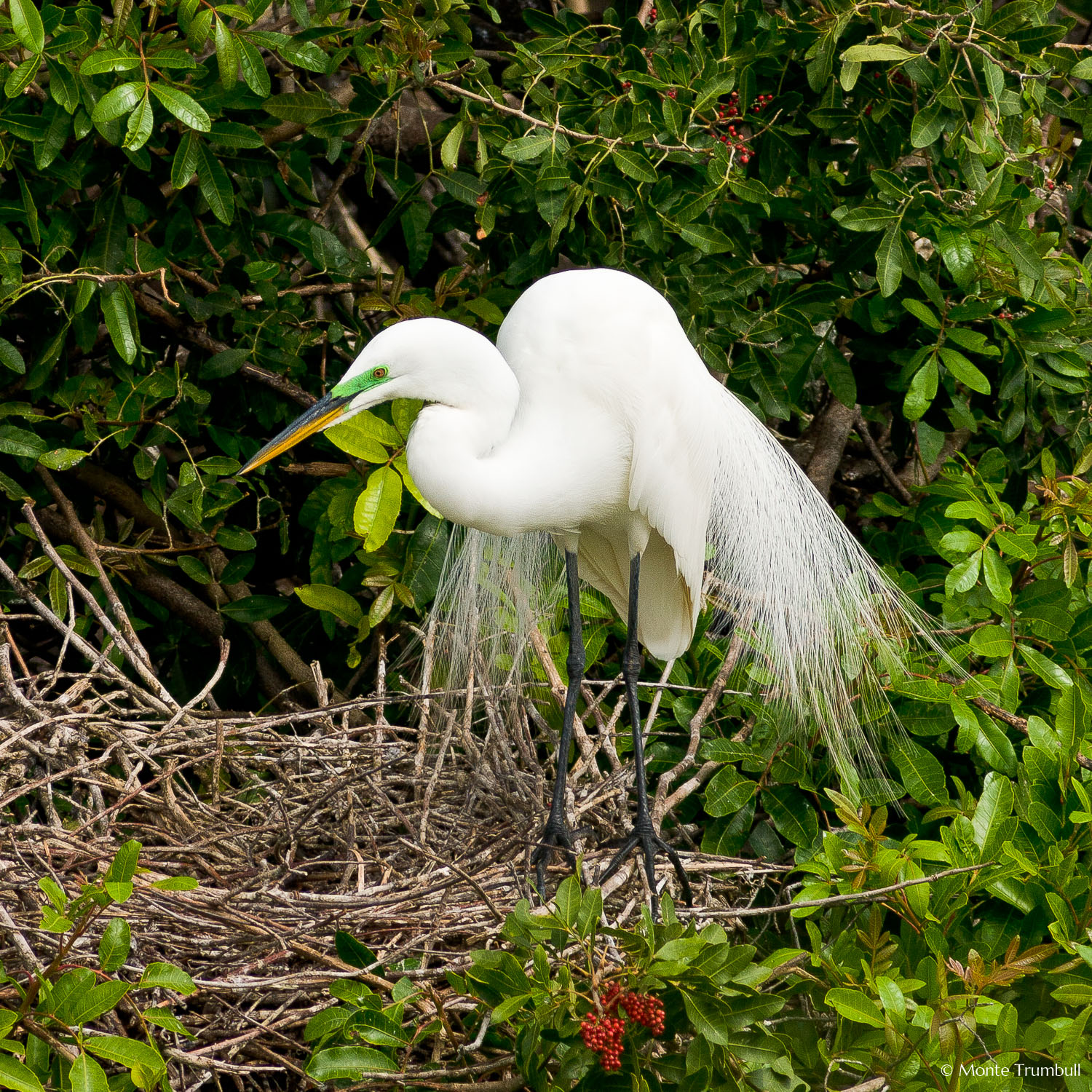 MT-20060303-094748-0182-Florida-Venice-Rookery-great-egret-plummage.jpg