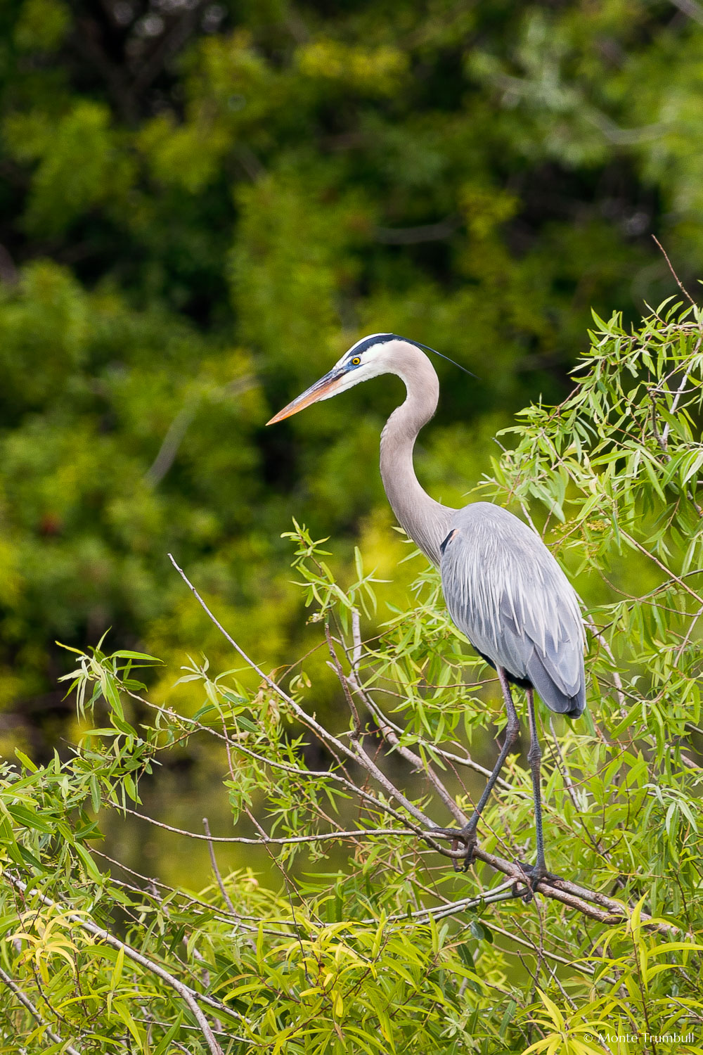 MT-20060303-095702-0187-Florida-Venice-Rookery-great-blue-heron.jpg