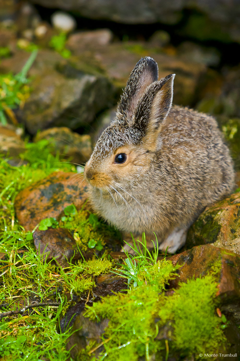 MT-20060920-185339-0137-Canada-Yoho-National-Park-young-rabbit.jpg