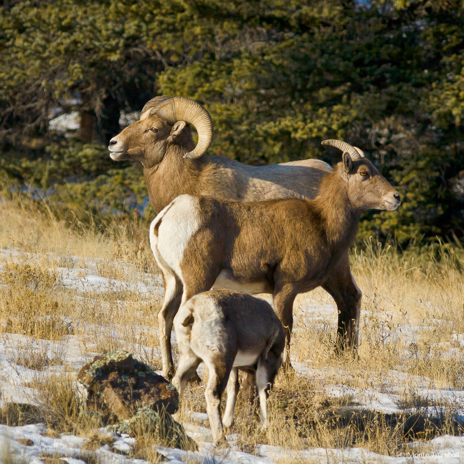 MT-20061216-094602-0019-Colorado-Buena-Vista-bighorn-sheep-family-Colorado-Buena-Vista-bighorn-sheep-family-winter.jpg