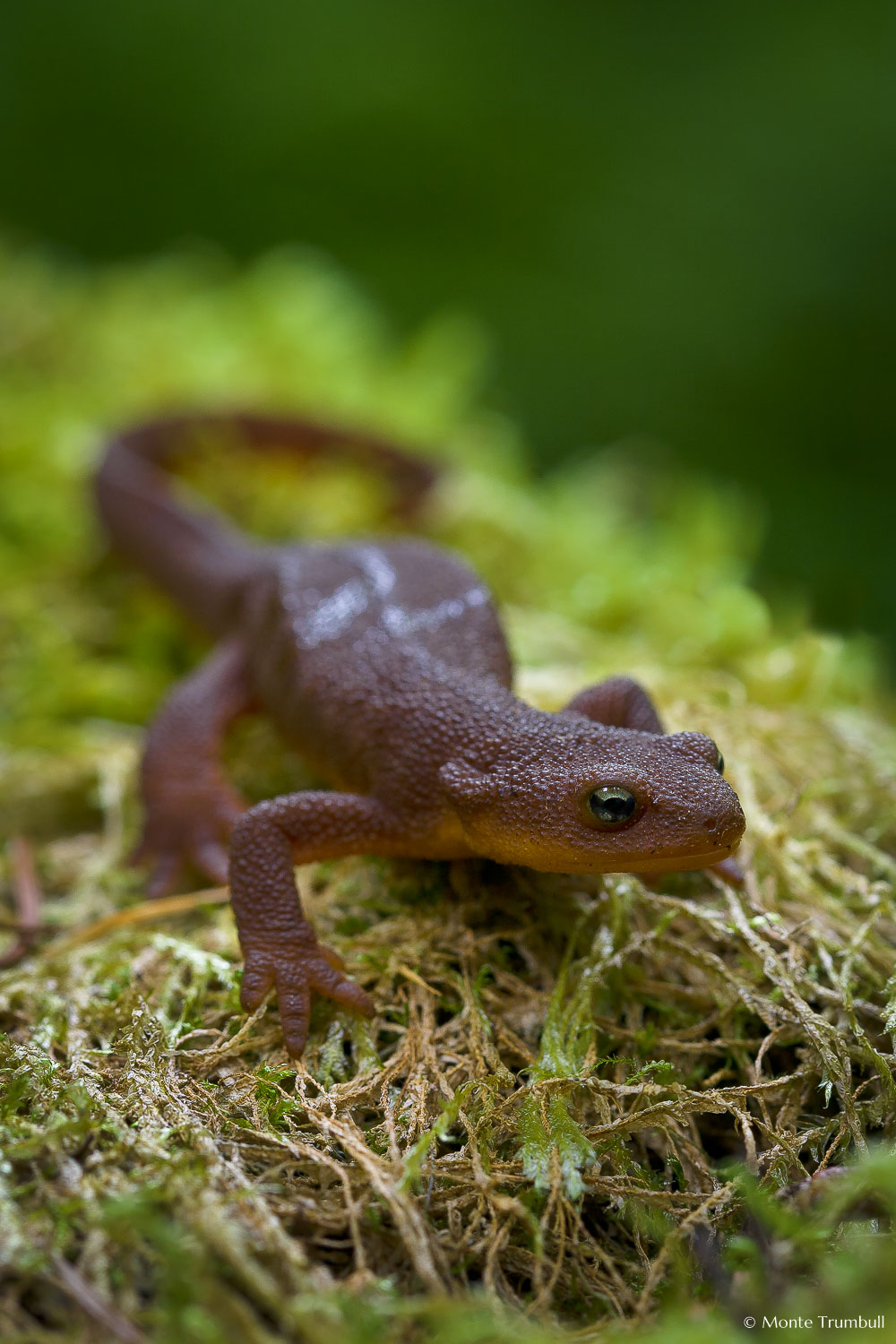 MT-20070512-074001-0026-Oregon-Silver-Falls-State-Park-salamander.jpg