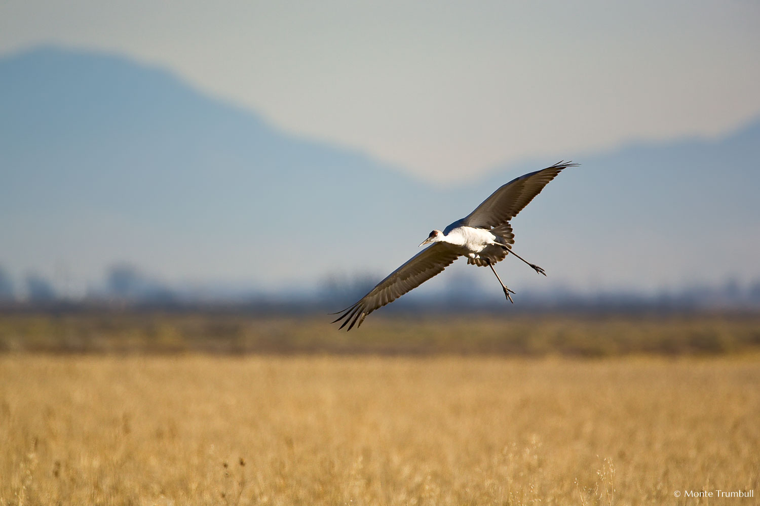MT-20071102-091310-0134-Edit-Colorado-Monte-Vista-National-Wildlife-Refugee-sandhill-cranes-in-flight.jpg