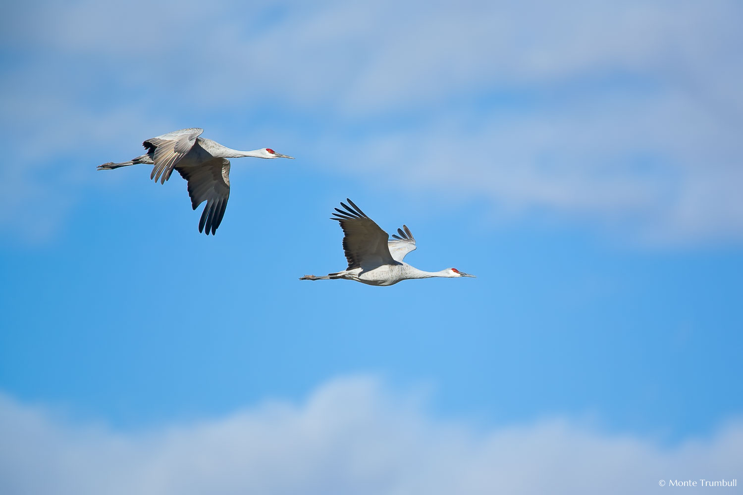 MT-20071102-101326-0189-Edit-Colorado-Monte-Vista-National-Wildlife-Refugee-sandhill-cranes-in-flight.jpg