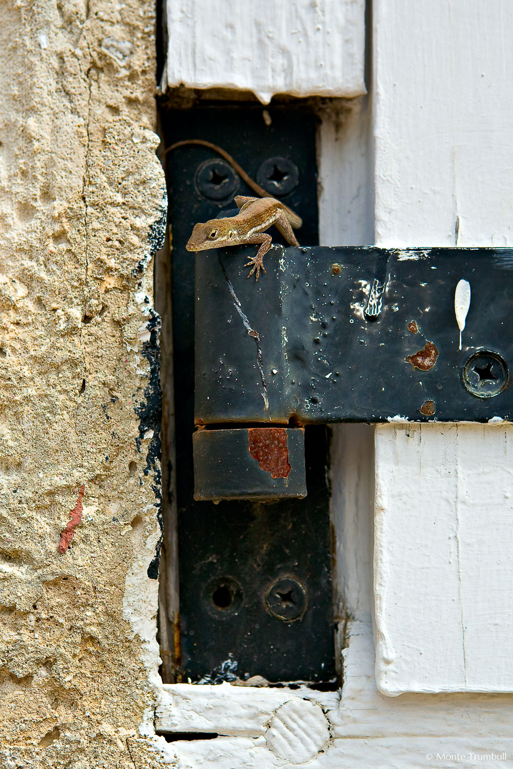 MT-20080221-103428-0065-Edit-Anguilla-ground-lizard.jpg