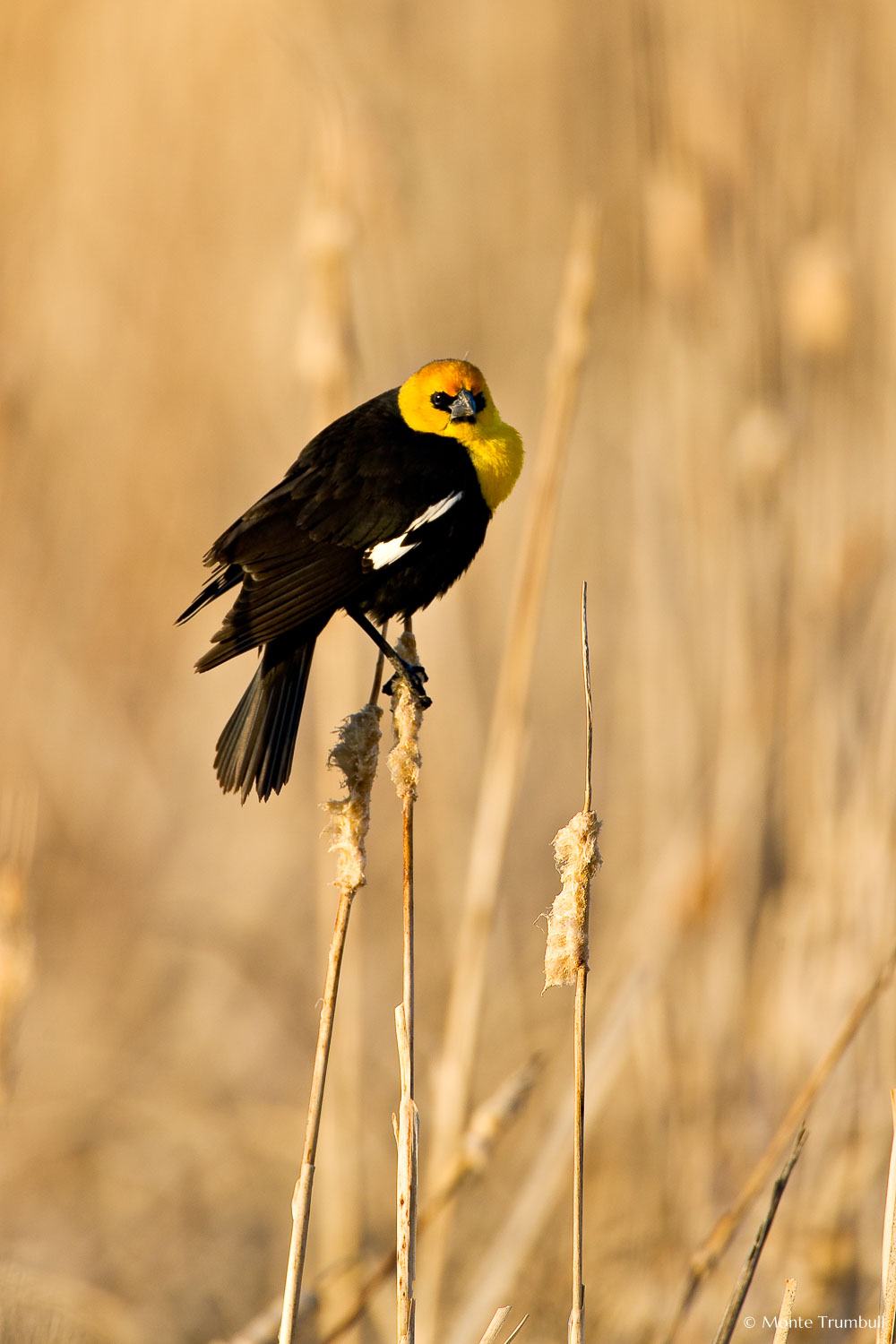 MT-20080424-065748-0013-Edit-Colorado-Monte-Vista-National-Wildlife-Refugee-yellow-headed-blackbird.jpg