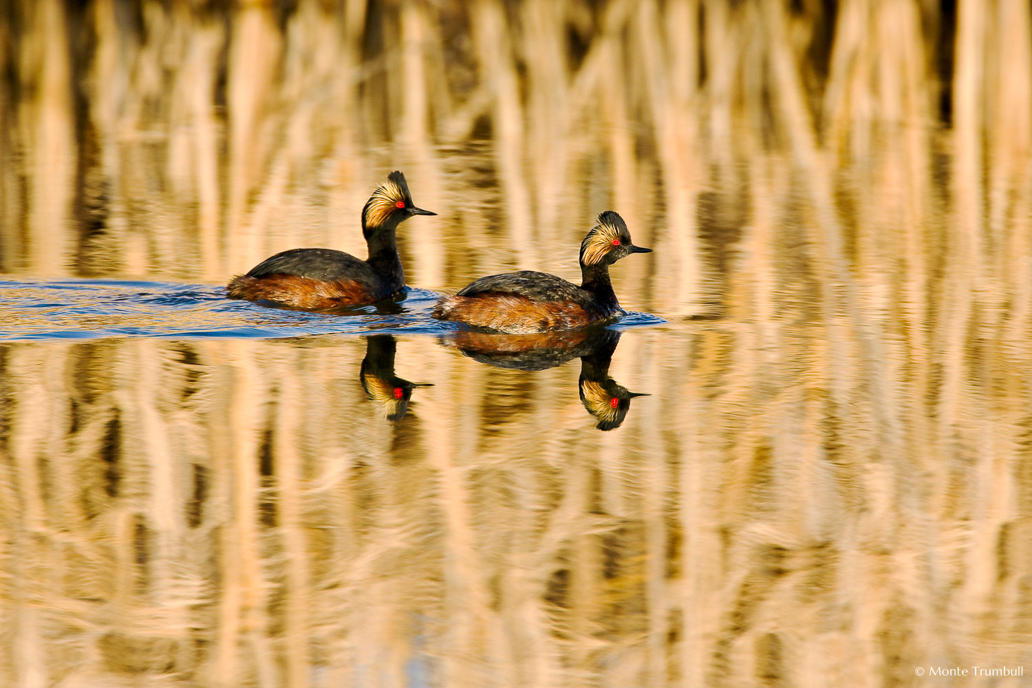 MT-20080424-070607-0019-Edit-Colorado-Monte-Vista-National-Wildlife-Refugee-eared-greebes-swimming.jpg