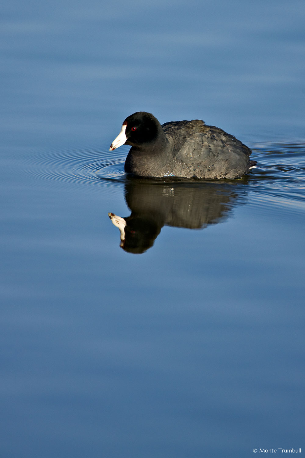 MT-20080424-072902-0049-Edit-Colorado-Monte-Vista-National-Wildlife-Refugee-american-coot-swimming.jpg