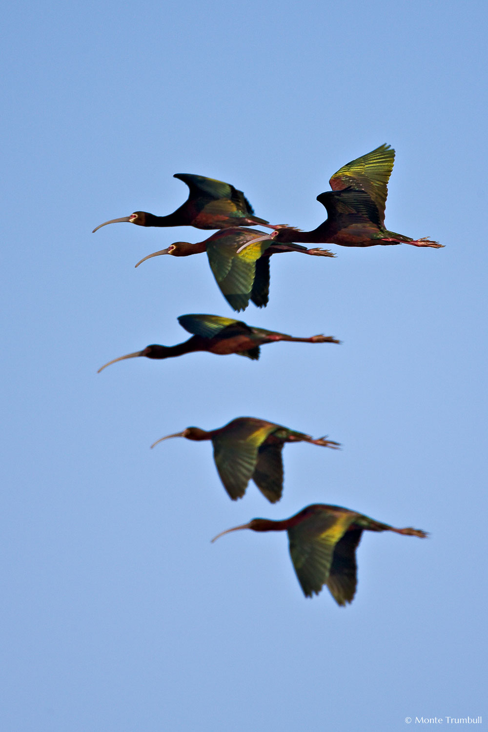 MT-20080424-073640-0056-Edit-Colorado-Monte-Vista-National-Wildlife-Refugee-white-faced-ibis-flying.jpg