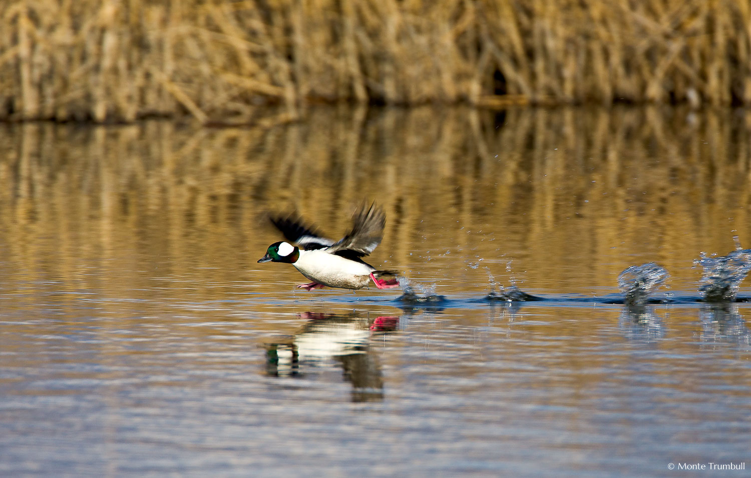 MT-20080424-075306-0077-Edit-Colorado-Monte-Vista-National-Wildlife-Refugee-bufflehead-duck-running.jpg