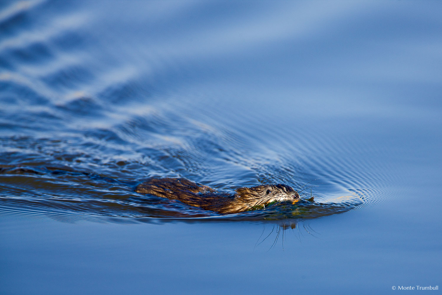 MT-20080424-075735-0102-Edit-Colorado-Monte-Vista-National-Wildlife-Refugee-muscrat-swimming.jpg