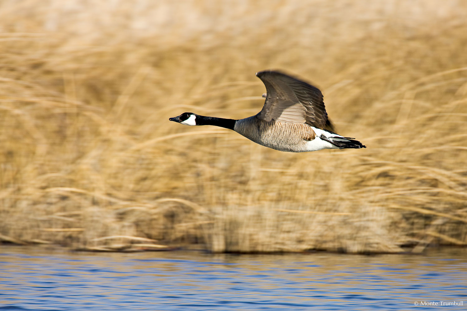 MT-20080424-081439-0150-Edit-Colorado-Monte-Vista-National-Wildlife-Refugee-canada-goose-flying.jpg