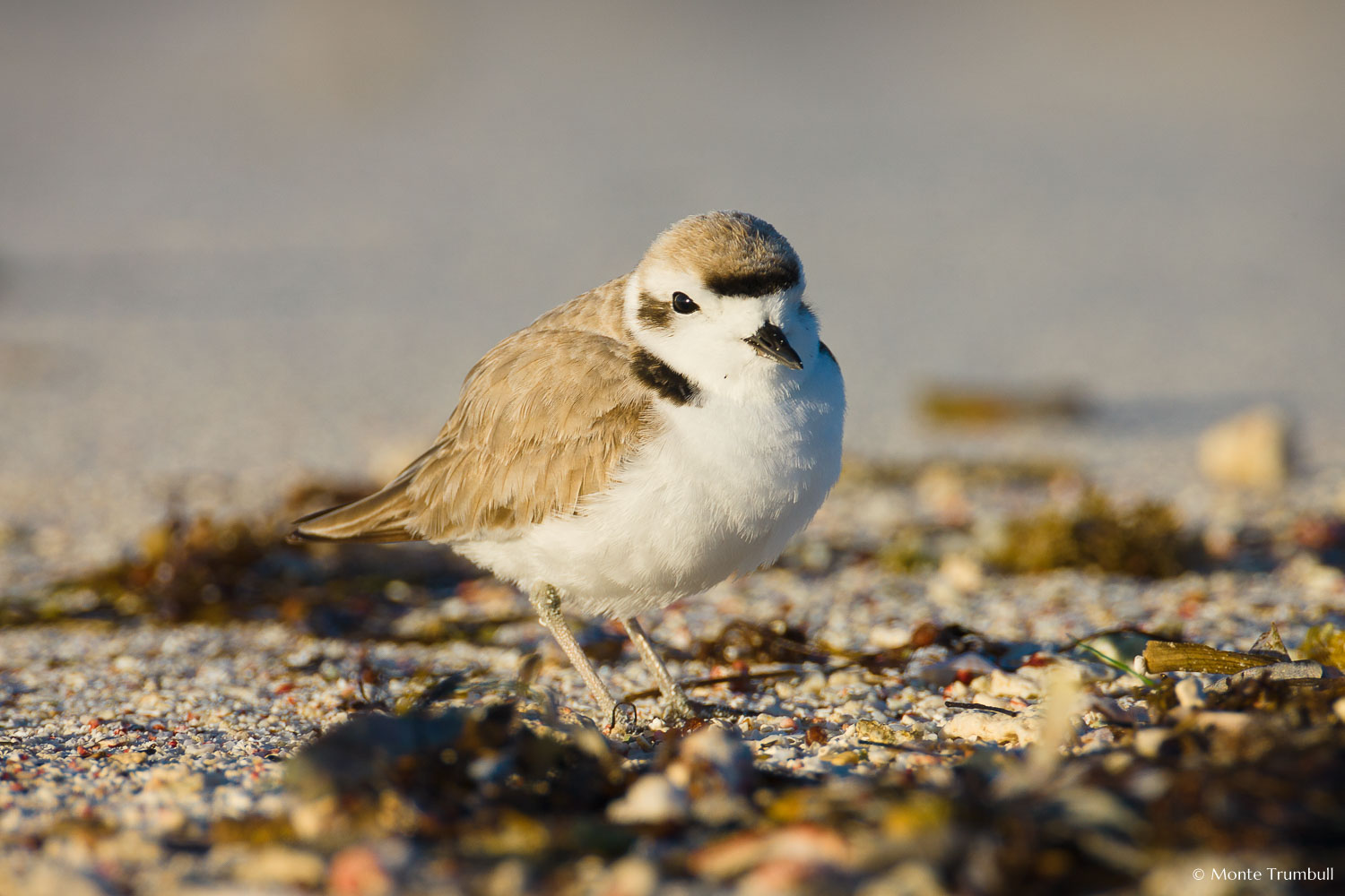 MT-20110216-072420-0078-Anguilla-sanderling.jpg