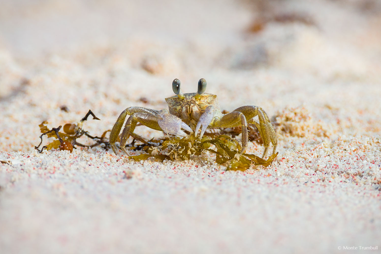 MT-20110216-161353-0116-Anguilla-ghost-crab.jpg