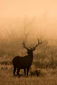 MT-20050914-071026-0018-Edit-Colorado-Rocky-Mountain-National-Park-elk-fog-sunrise.jpg