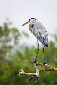 MT-20060303-071358-0052-Florida-Venice-Rookery-great-blue-heron-perched.jpg