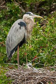 MT-20060303-075038-0090-Florida-Venice-Rookery-great-blue-heron-on-nest.jpg
