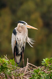 MT-20060303-084922-0129-Florida-Venice-Rookery-great-blue-heron-standing.jpg