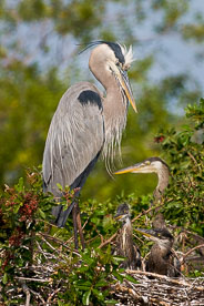 MT-20060303-092740-0169-Florida-Venice-Rookery-great-blue-heron-and-young.jpg