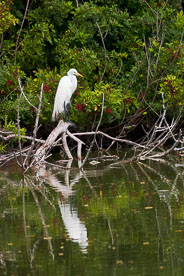 MT-20060303-095618-0186-Florida-Venice-Rookery-great-egret-reflection.jpg