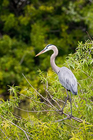 MT-20060303-095702-0187-Florida-Venice-Rookery-great-blue-heron.jpg