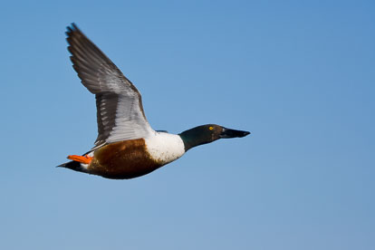 MT-20060408-091557-0036-Iowa-Drake-Shoveler-in-flight.jpg