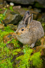 MT-20060920-185339-0137-Canada-Yoho-National-Park-young-rabbit.jpg