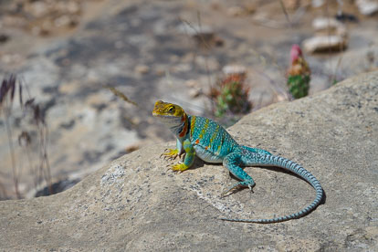MT-20070605-105619-0051-Colorado-Mesa-Verde-National-Park-collared-lizard.jpg