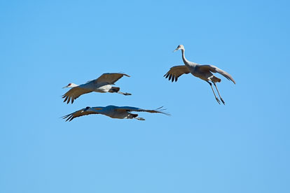 MT-20071101-095527-0001-Colorado-Monte-Vista-National-Wildlife-Refugee-sandhill-cranes-in-flight.jpg