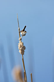 MT-20080423-104456-0038-Edit-Colorado-Monte-Vista-National-Wildlife-Refugee-house-wren.jpg