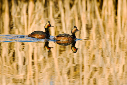 MT-20080424-070607-0019-Edit-Colorado-Monte-Vista-National-Wildlife-Refugee-eared-greebes-swimming.jpg