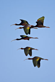 MT-20080424-073640-0056-Edit-Colorado-Monte-Vista-National-Wildlife-Refugee-white-faced-ibis-flying.jpg