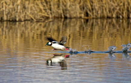 MT-20080424-075306-0077-Edit-Colorado-Monte-Vista-National-Wildlife-Refugee-bufflehead-duck-running.jpg