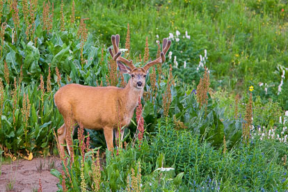 MT-20090720-193009-0083-Colorado-Crested-Butte-young-buck-deer-Colorado-Crested-Butte-young-buck-deer-velvet.jpg