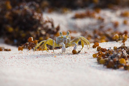 MT-20110216-161853-0134-Anguilla-ghost-crab.jpg