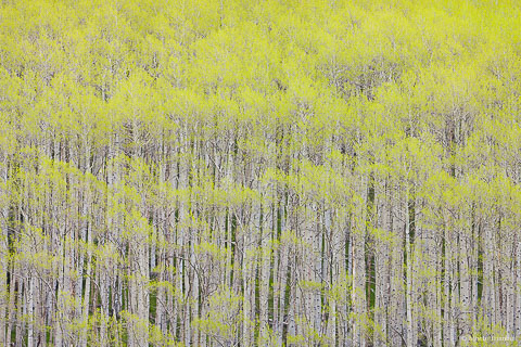 The first leaves of spring turn an aspen grove bright green outside of Aspen, Colorado.