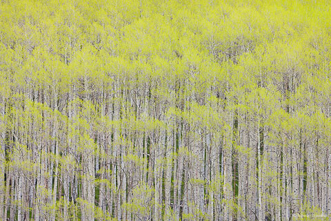 The first leaves of spring turn an aspen grove bright green outside of Aspen, Colorado.