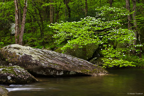 A flowering white dogwood tree and the brilliant spring green forest reflects in the rushing water of the Middle Fork Little River in Great Smoky Mountains National Park in Tennessee.