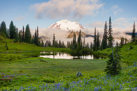 Mount Rainier emerges from early morning clouds and towers over Upper Tipsoo Lake and a meadow sprinkled with wildflowers in Mount Rainer National Park, Washington.